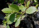 Duschekia alnobetula. Верхняя часть ветки с пестичными соцветиями. Германия, г. Дюссельдорф, Ботанический сад университета. 04.05.2014.