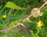 Chylocalyx perfoliatus