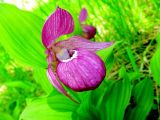 Cypripedium macranthos