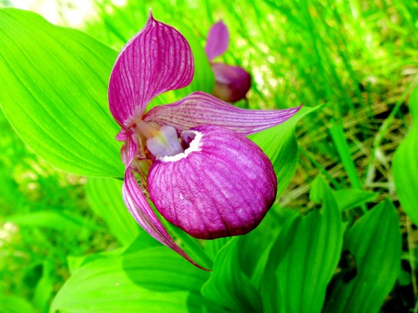 Изображение особи Cypripedium macranthos.