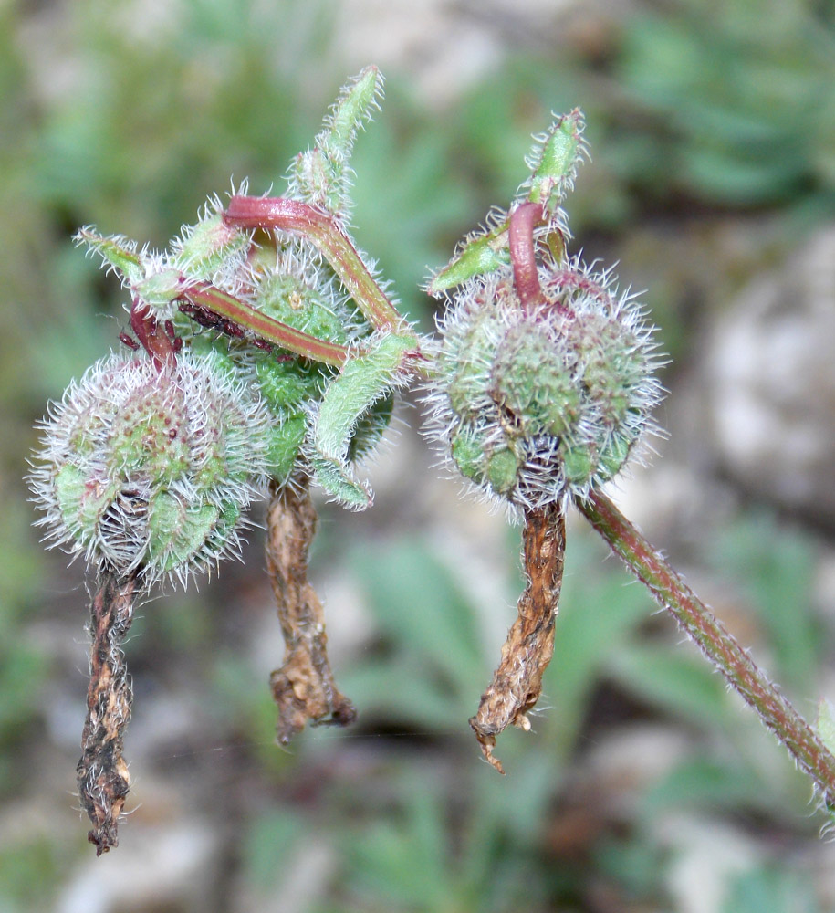 Image of Campanula komarovii specimen.