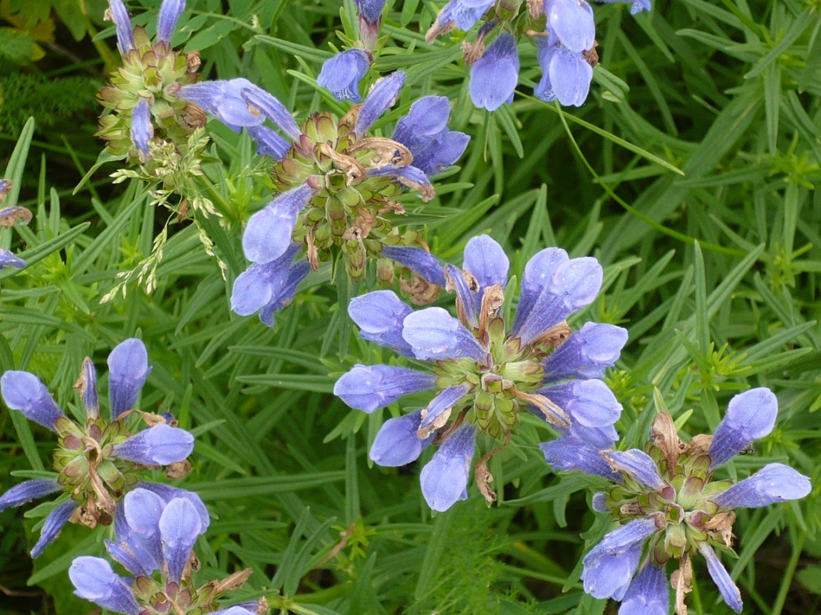 Изображение особи Dracocephalum ruyschiana.