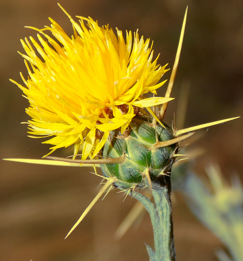 Image of Centaurea solstitialis specimen.