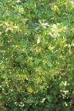 Pittosporum heterophyllum. Часть цветущего растения. Крым, Ялтинский горсовет, пос. Никита, Никитский ботанический сад, в культуре. 15 мая 2014 г.