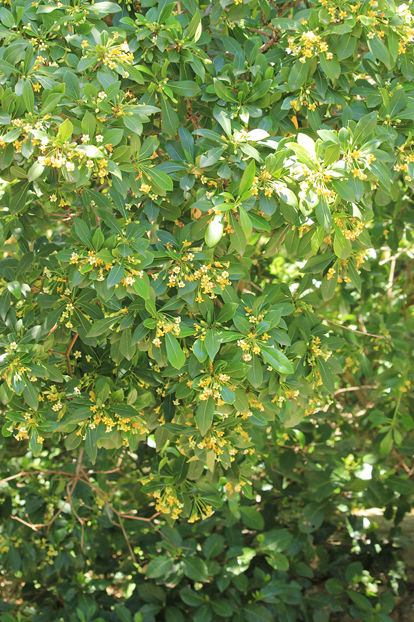 Image of Pittosporum heterophyllum specimen.