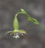 Image of specimen