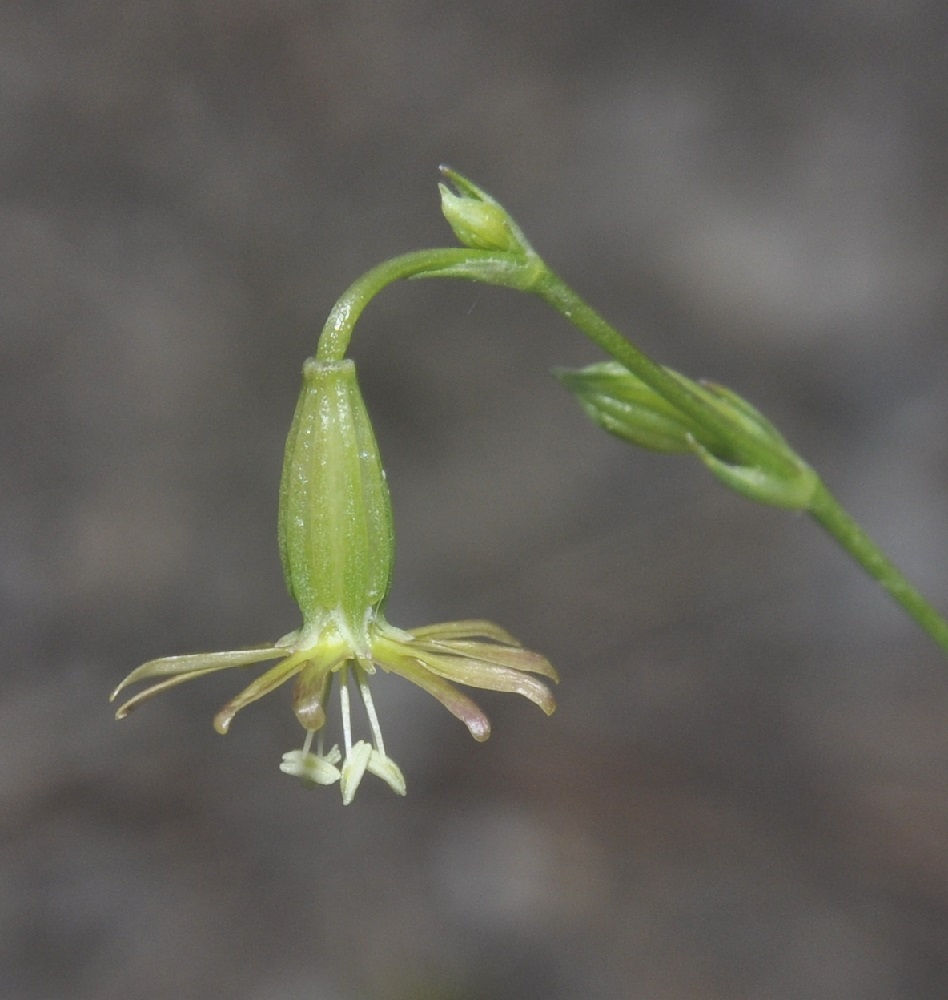 Изображение особи Silene oligantha.