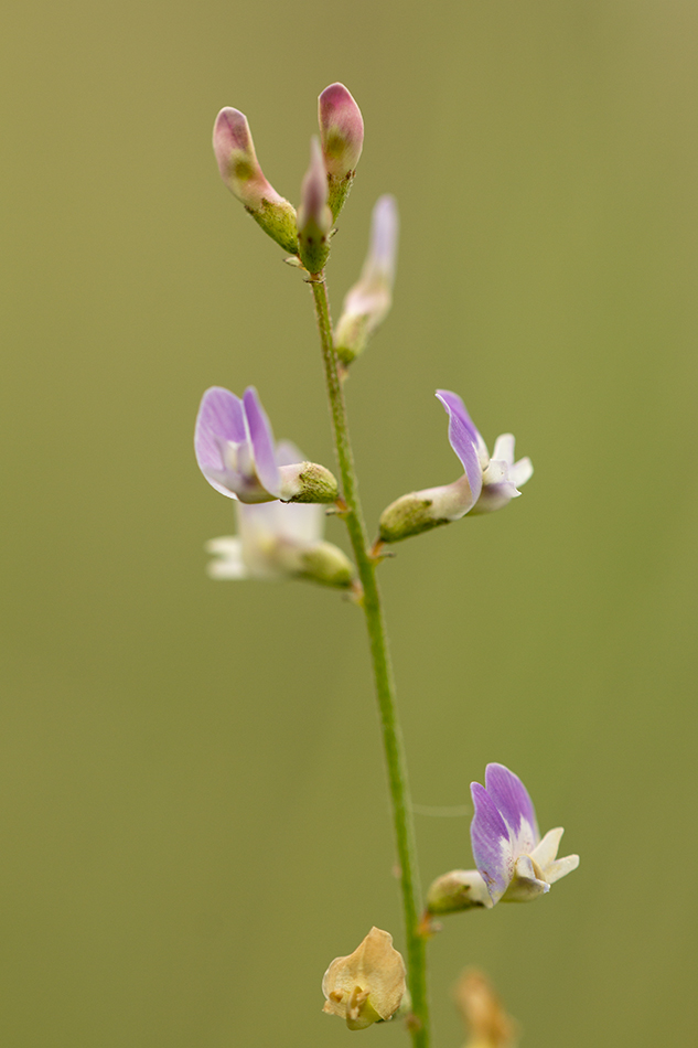 Изображение особи Astragalus austriacus.