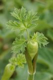 Heracleum sibiricum. Верхушка растения с развивающимся соцветием. Ростовская обл., Мясниковский р-н, окр. хут. Мартыново. 21.06.2014.