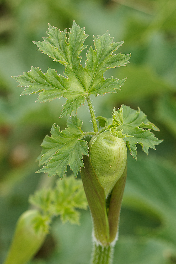 Изображение особи Heracleum sibiricum.