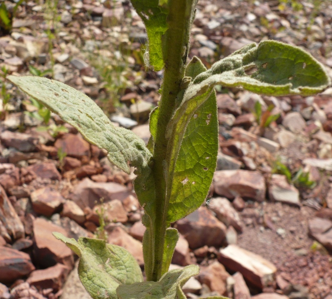 Изображение особи Verbascum thapsus.