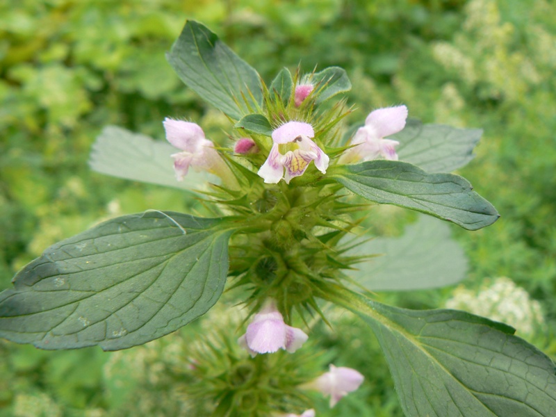 Изображение особи Galeopsis tetrahit.