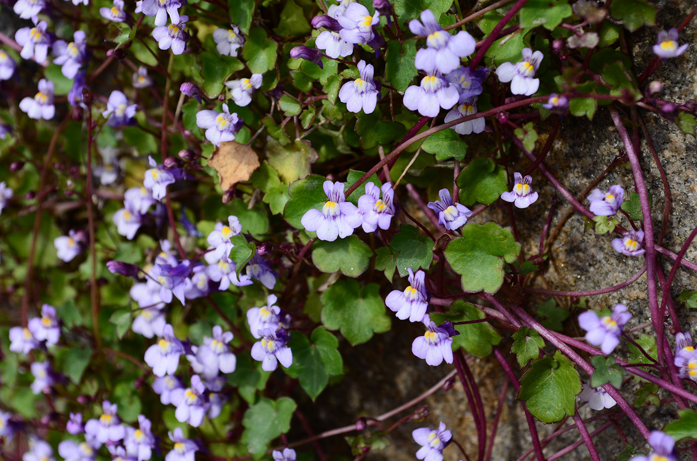 Image of Cymbalaria muralis specimen.
