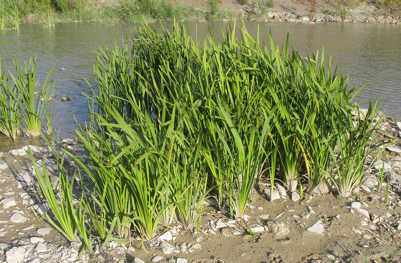 Image of Sparganium stoloniferum specimen.