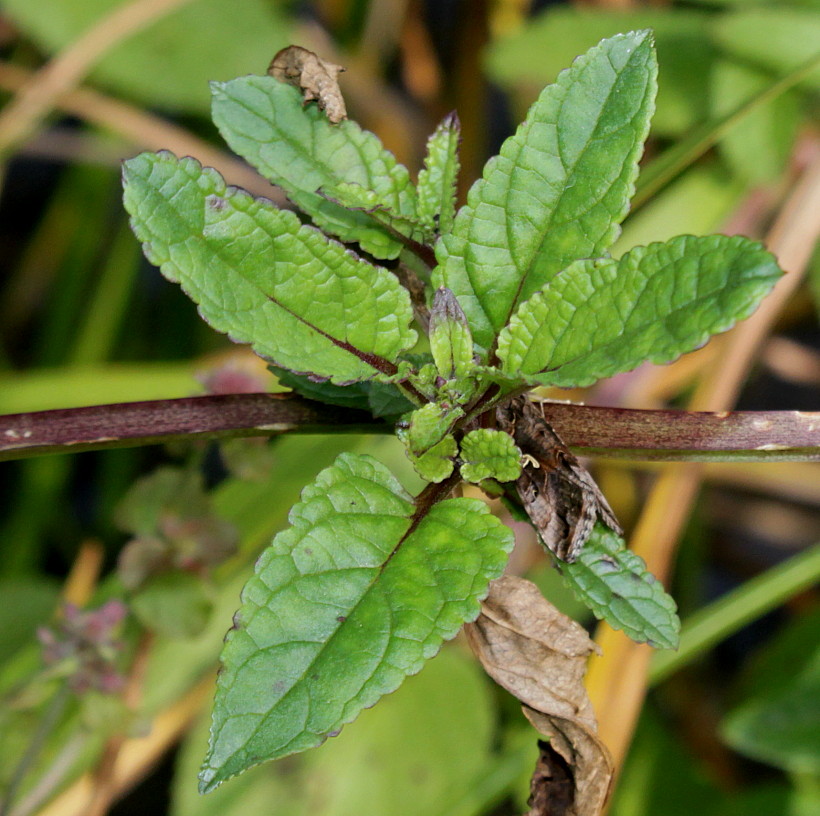 Image of Scrophularia umbrosa specimen.