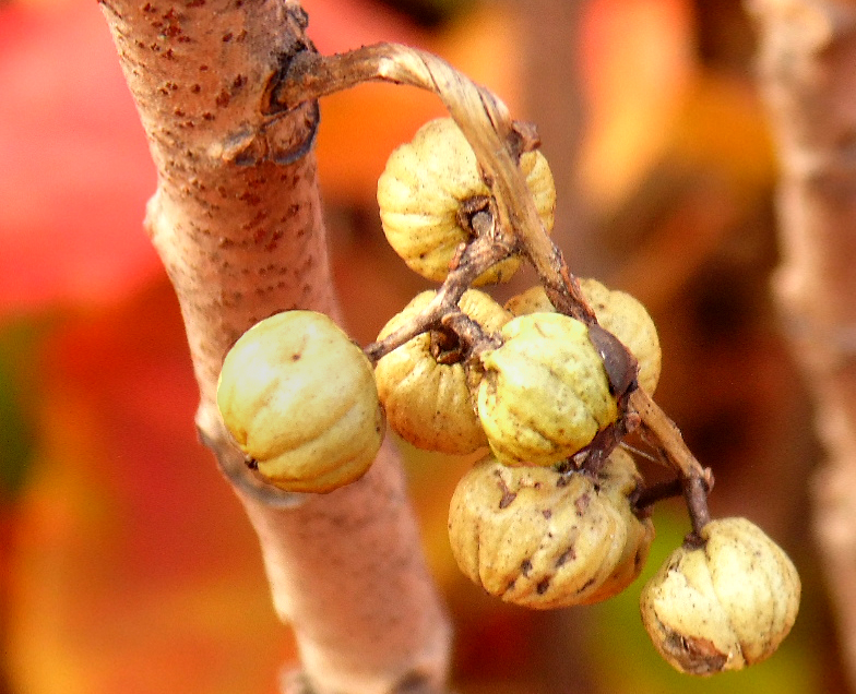 Изображение особи род Toxicodendron.