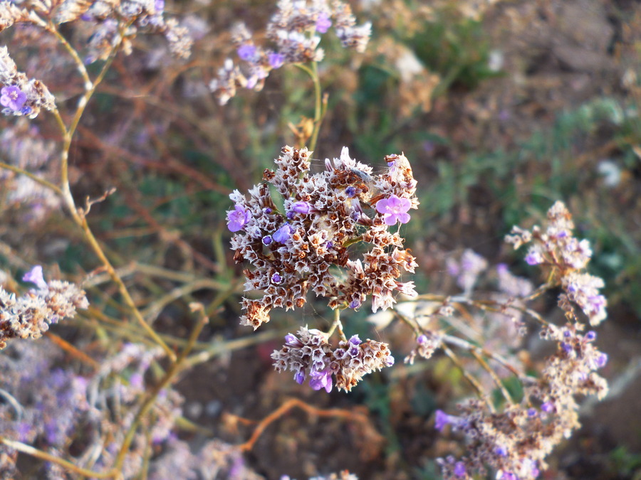 Изображение особи Limonium bungei.