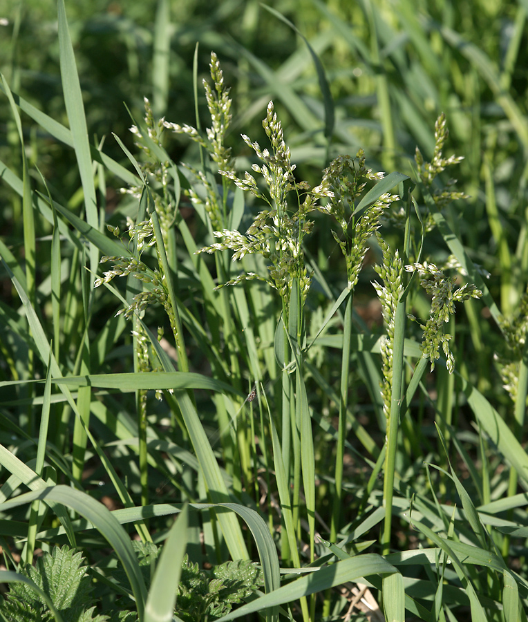 Image of Hierochloe repens specimen.