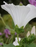 Malva trimestris. Цветок (белая форма) и бутоны. Германия, г. Крефельд, Ботанический сад. 06.09.2014.