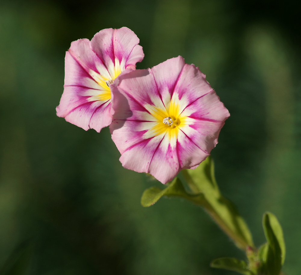 Image of Convolvulus tricolor specimen.