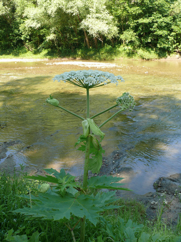 Изображение особи Heracleum mantegazzianum.