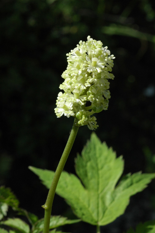 Изображение особи Actaea pachypoda.