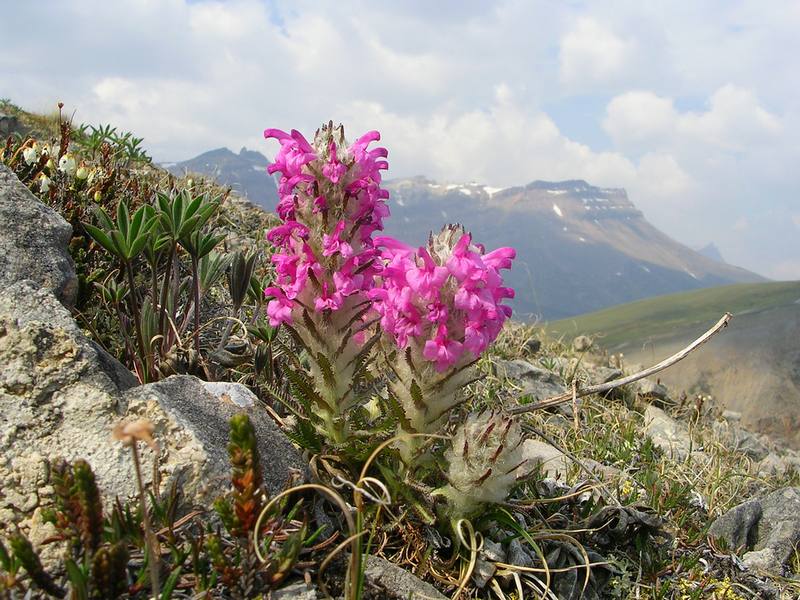 Изображение особи Pedicularis pallasii.