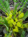 Astragalus chlorodontus