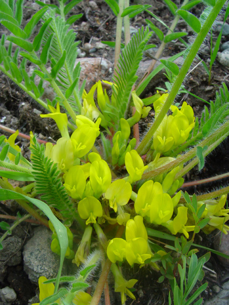 Изображение особи Astragalus chlorodontus.