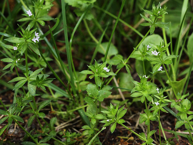 Image of Sherardia arvensis specimen.