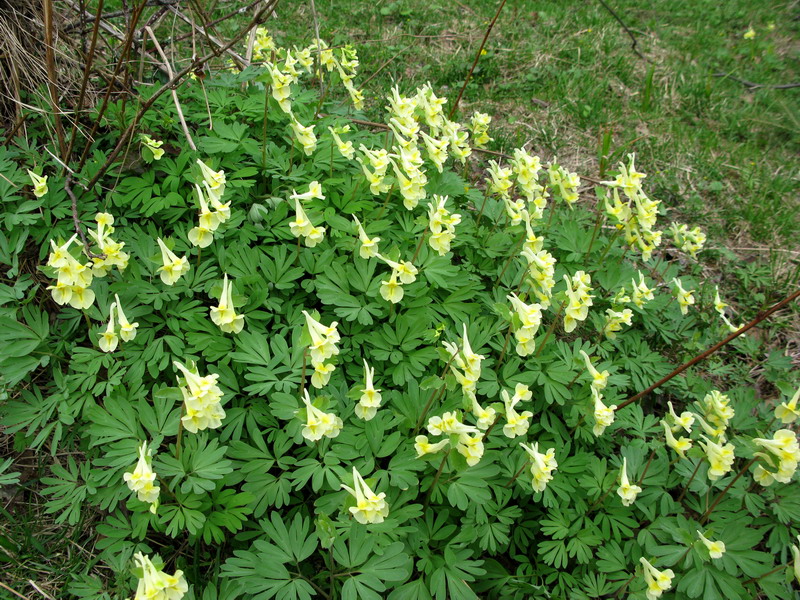 Изображение особи Corydalis bombylina.