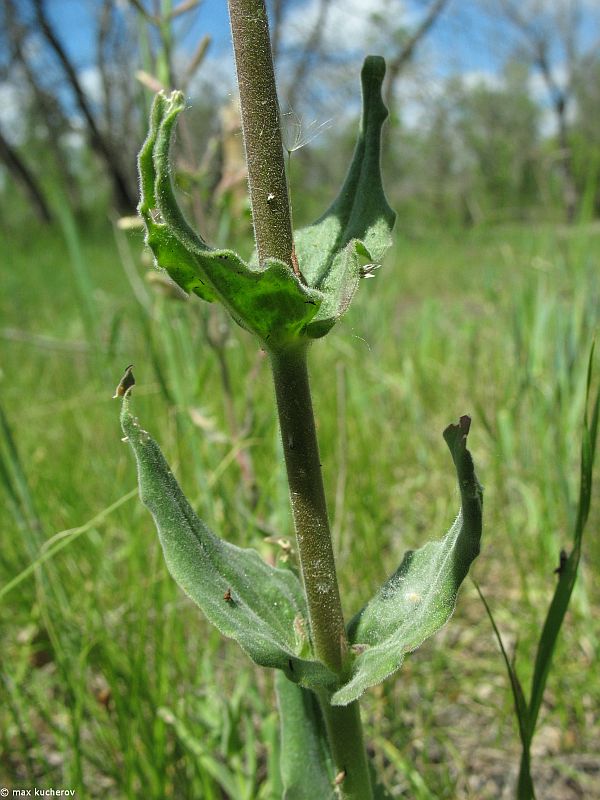 Image of Silene viscosa specimen.