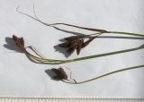 Carex medwedewii