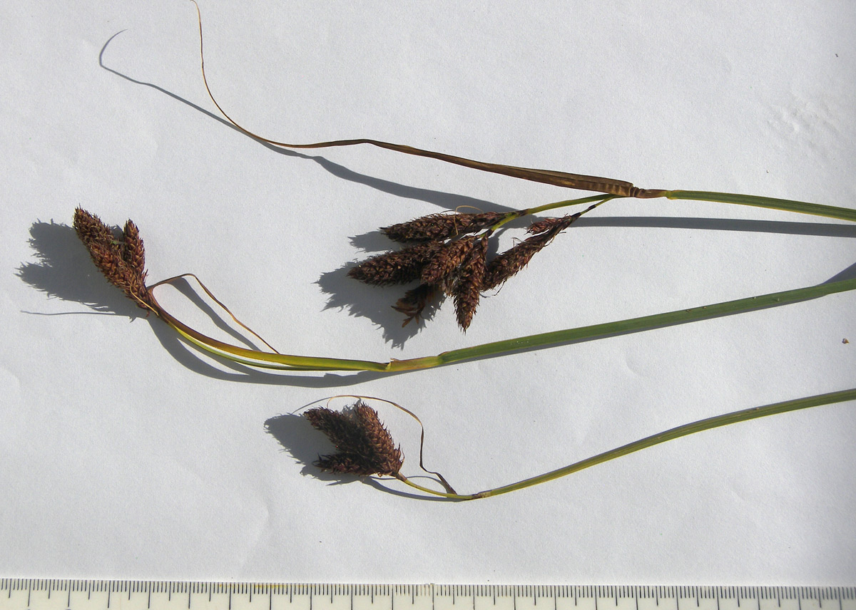 Image of Carex medwedewii specimen.