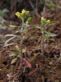 Meniocus linifolius. Цветущие и плодоносящие растения. Западный Крым, степь в окр. мыса Лукулл. 29 марта 2015 г.