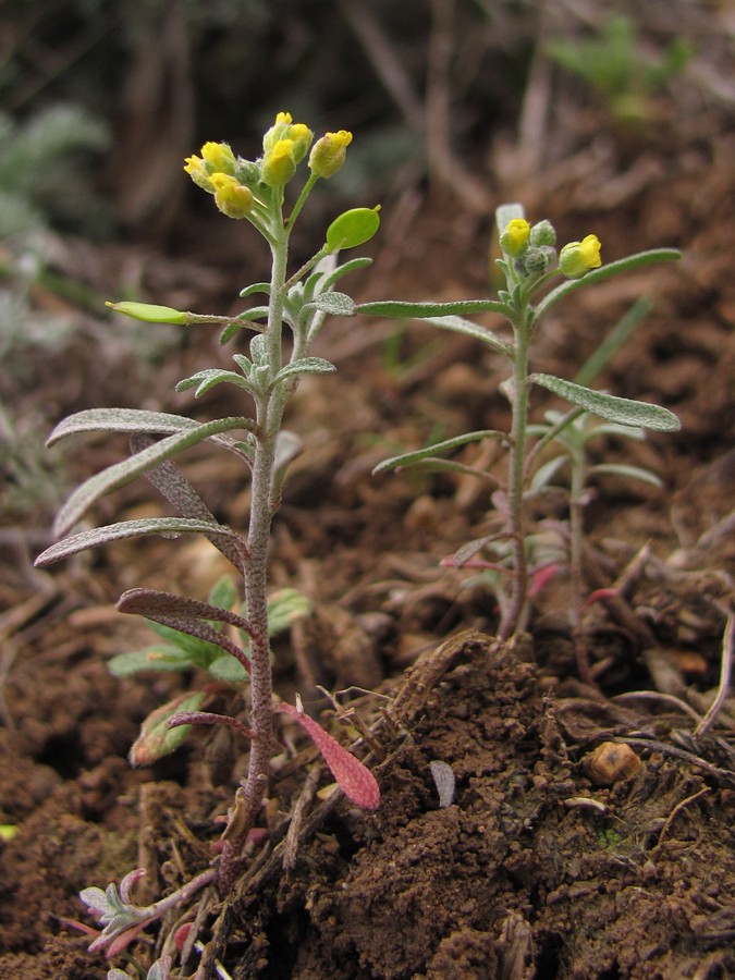 Изображение особи Meniocus linifolius.