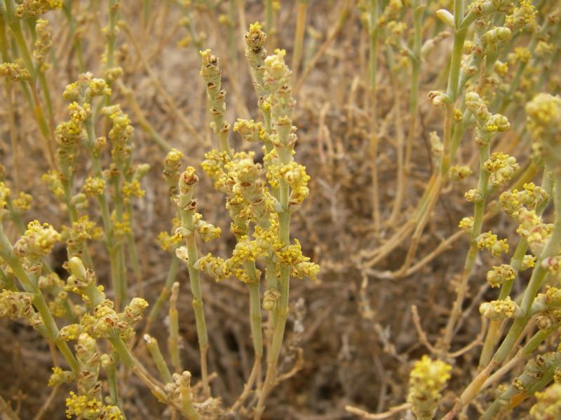 Image of Anabasis salsa specimen.