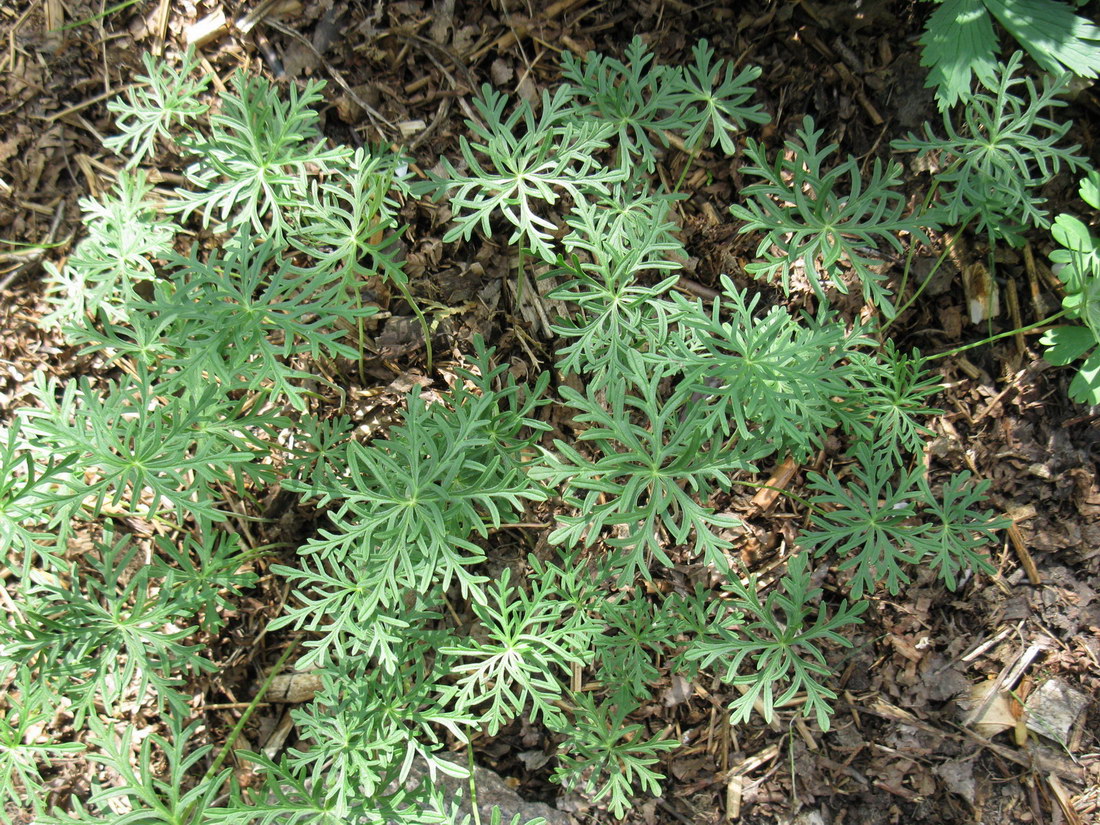 Image of Geranium tuberosum specimen.