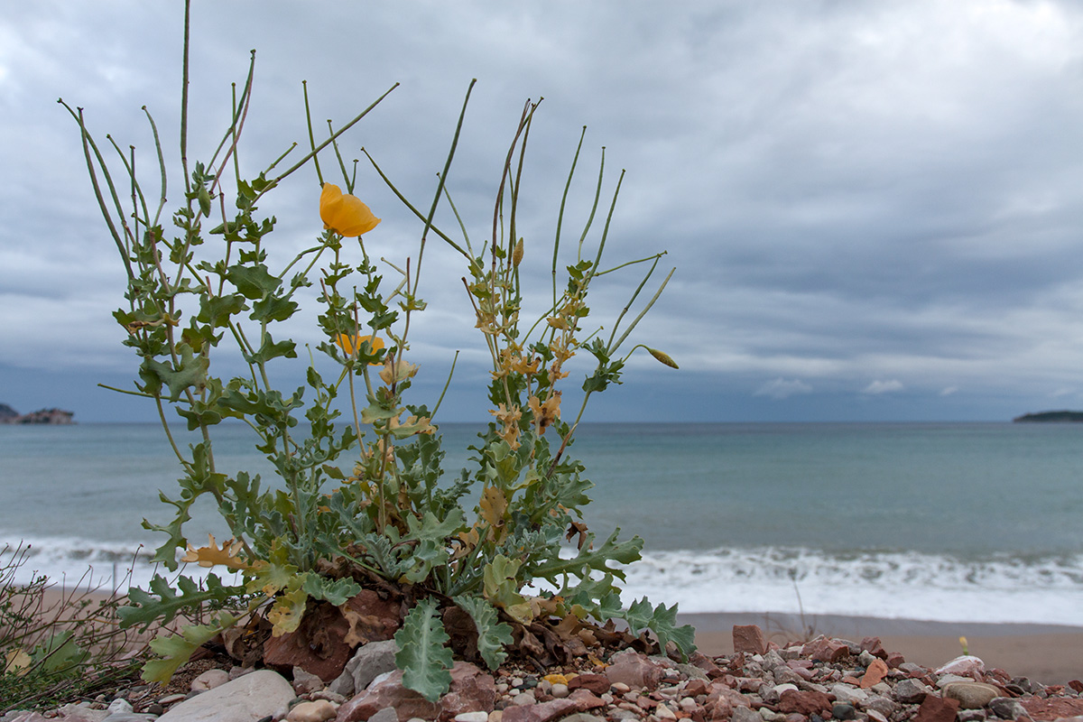 Изображение особи Glaucium flavum.