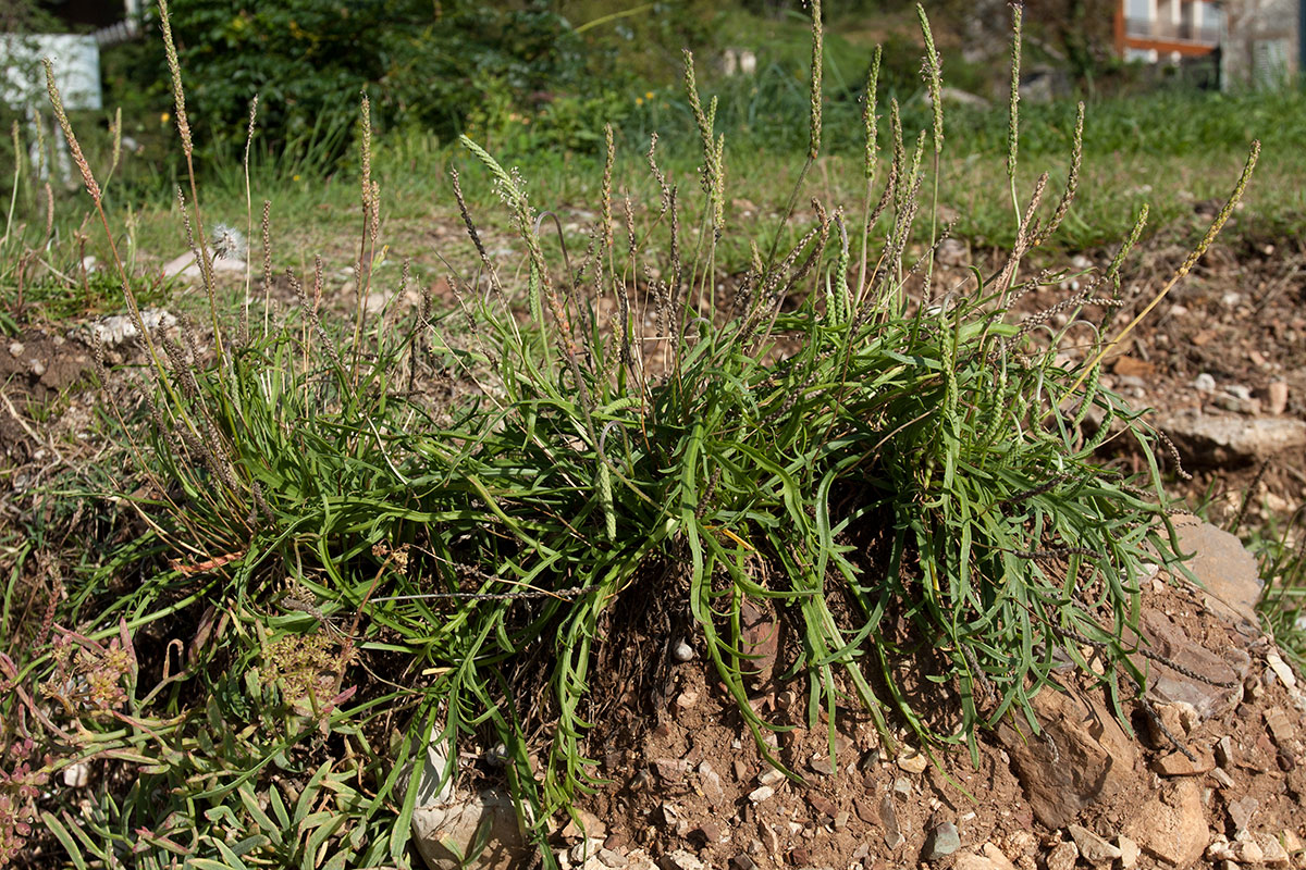 Image of Plantago coronopus specimen.