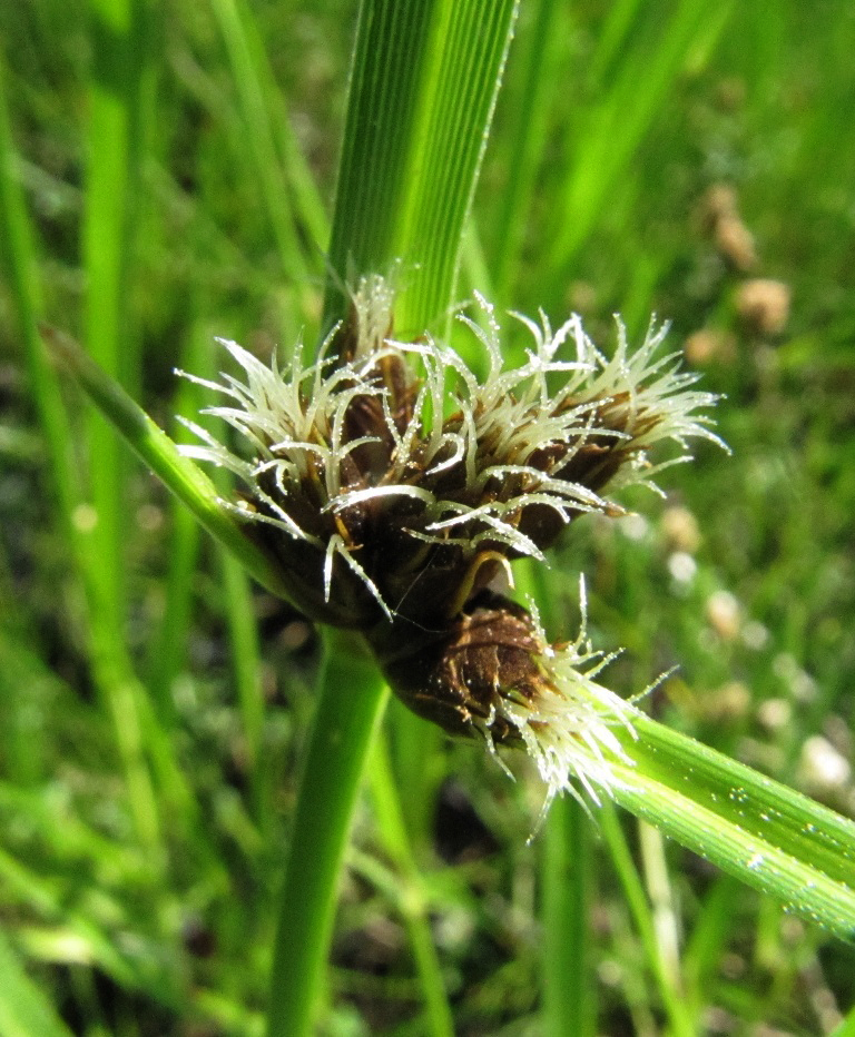 Изображение особи Bolboschoenus maritimus var. compactus.