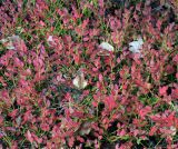 Vaccinium myrtillus. Верхушки побегов с листьями в осенней окраске. Московская обл., Раменский р-н, окр. ж.-д. платформы Хрипань, смешанный лес у ЛЭП, опушка. 29.09.2015.