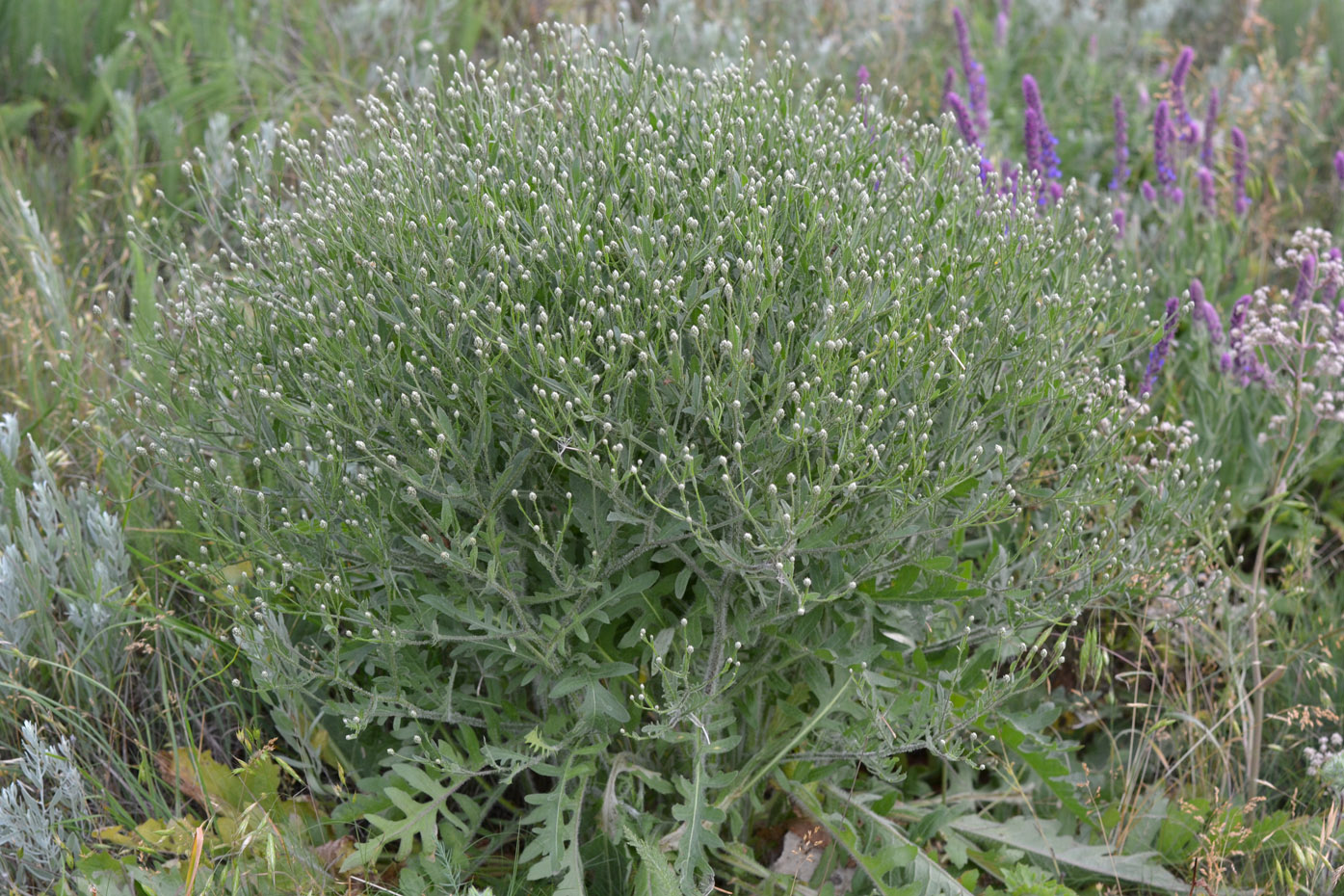 Image of Klasea erucifolia specimen.