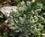 genus Achillea