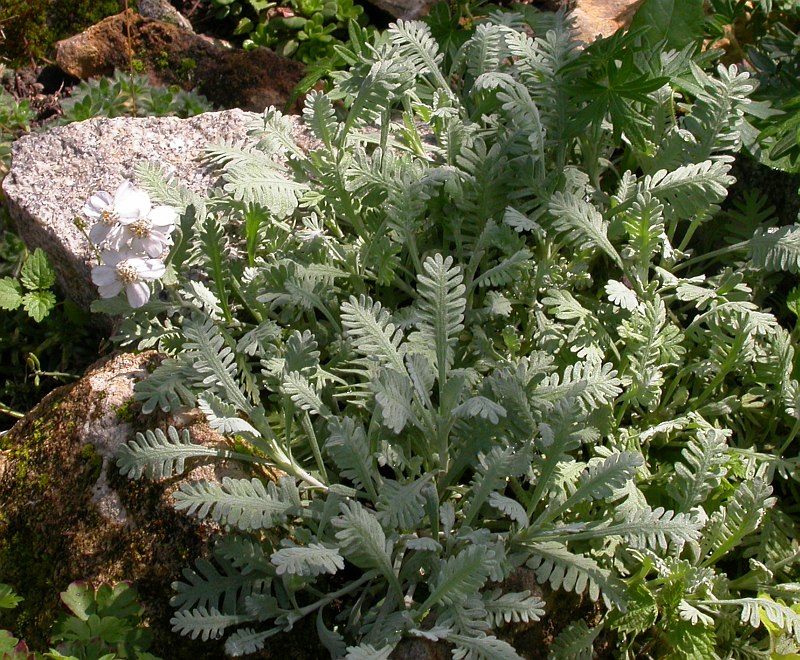 Image of genus Achillea specimen.