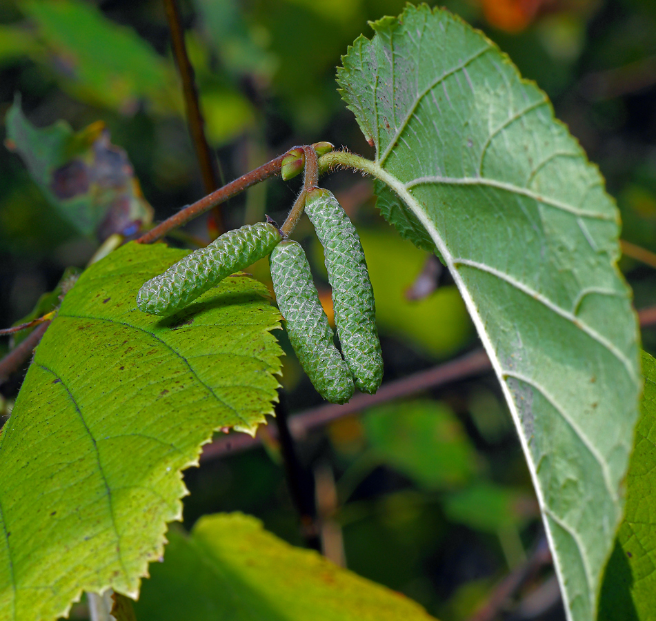 Image of Corylus avellana specimen.
