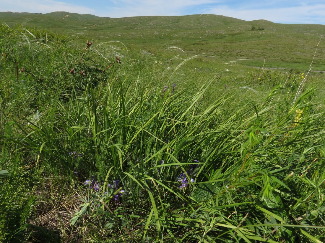 Image of Iris ludwigii specimen.
