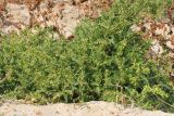 Atriplex aucheri. Плодоносящие растения. Ростовская обл., Неклиновский р-н, Новобессергеневское с/п, побережье Таганрогского зал., на песчаной супралиторали. 06.10.2015.