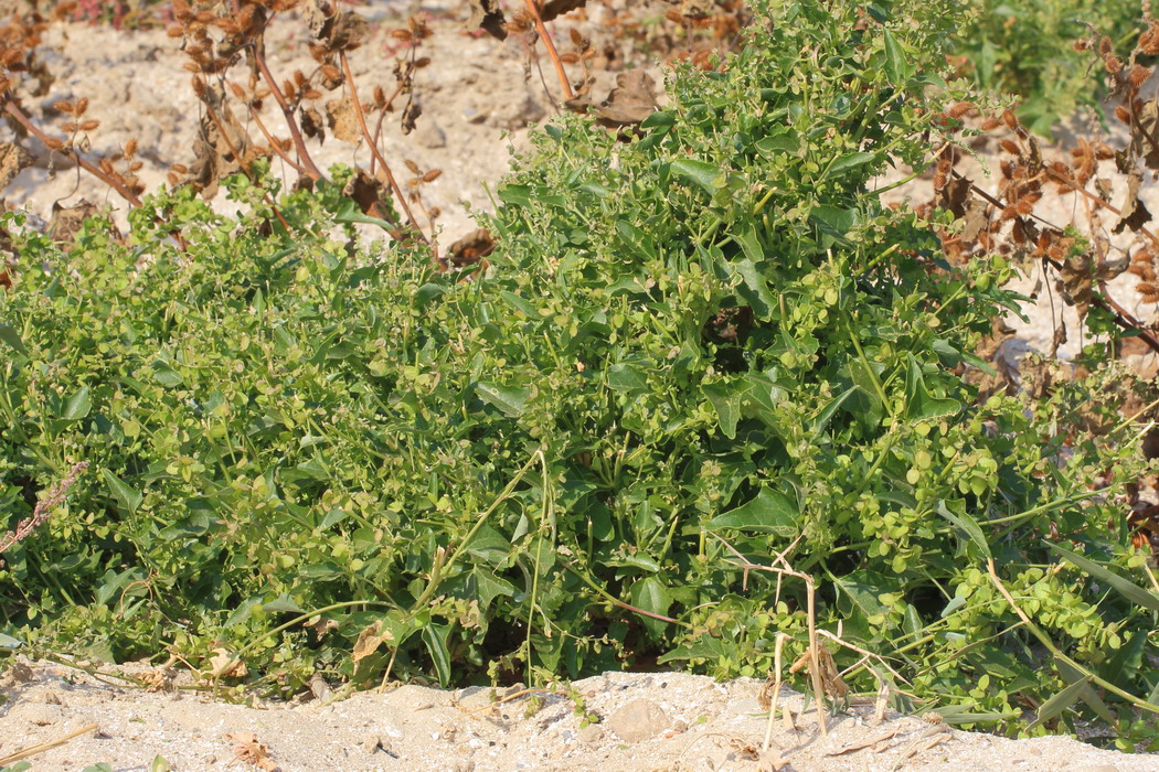 Image of Atriplex aucheri specimen.