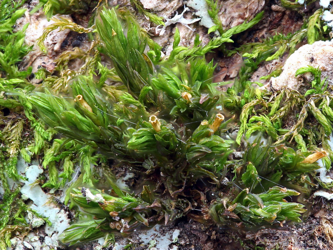 Image of Lewinskya speciosa specimen.